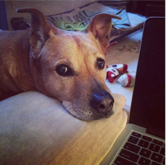 our beautiful mascot, designer dog, resting her head on a soft pillow over looking a laptop with her favorite toys + bed in the background